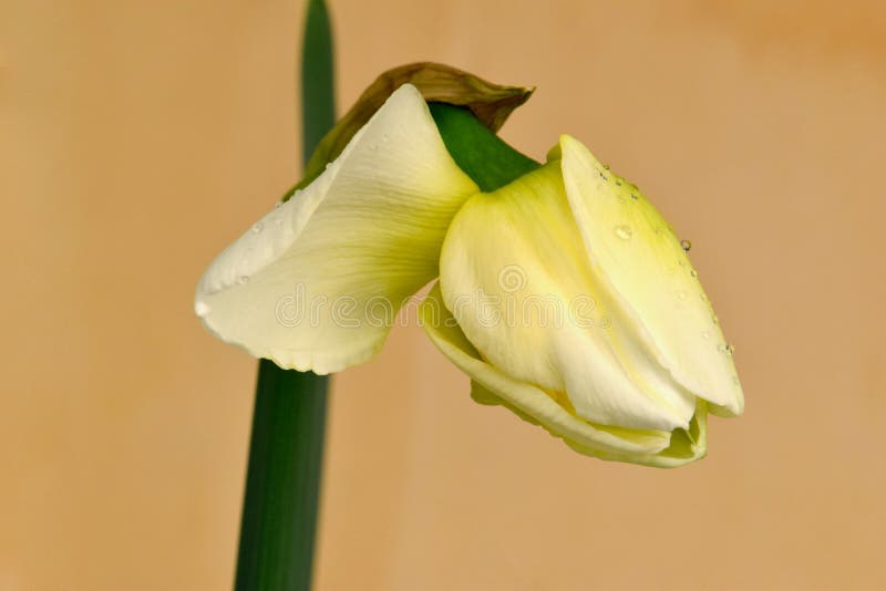 Single petal open, yellow Ice King Daffodil flower bud opens. Single petal open, yellow Ice King Daffodil flower bud opens