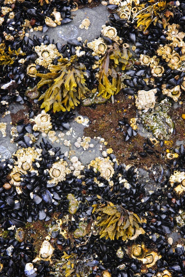 pąkli niski mussels przypływ zdjęcie stock pąkli niski mussels przypływ zdjęcie stock