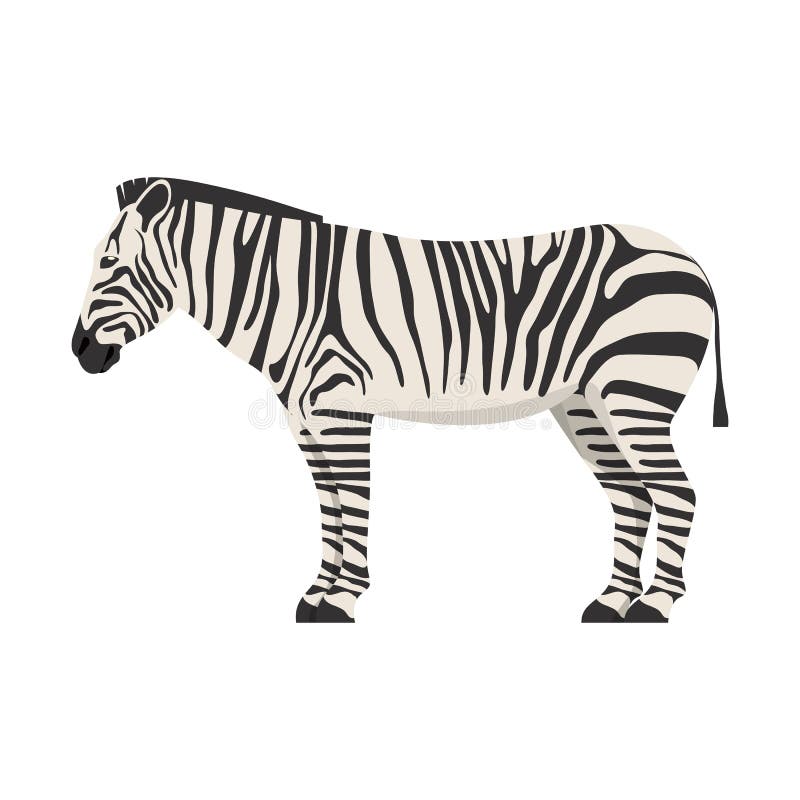 Płaski zebra izolowany obraz wektorowy zwierzęcia afrykańskiego ilustracji
