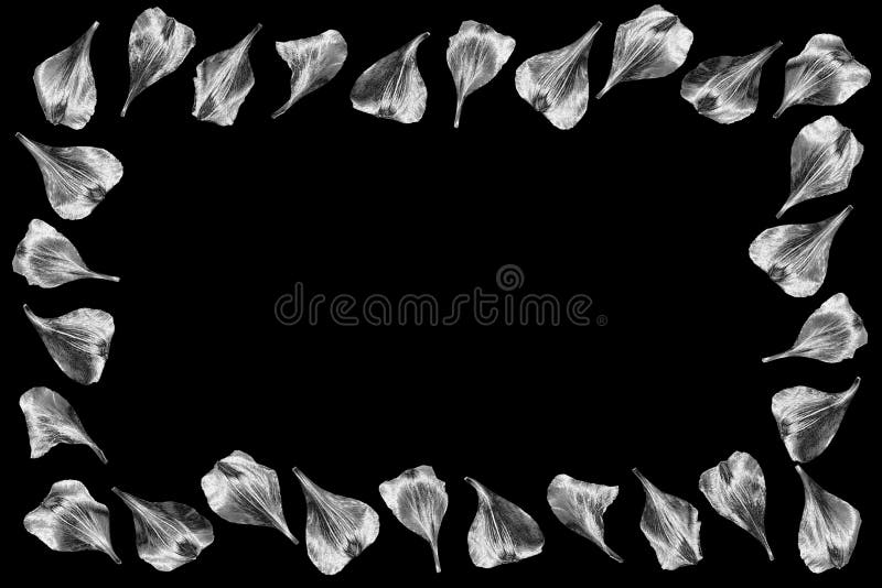 Silver flower petals picture frame isolated close up, black background, decorative gray metal floral border, ornamental foliage pattern, white shiny metallic leaves, vintage design element, copy space. Silver flower petals picture frame isolated close up, black background, decorative gray metal floral border, ornamental foliage pattern, white shiny metallic leaves, vintage design element, copy space
