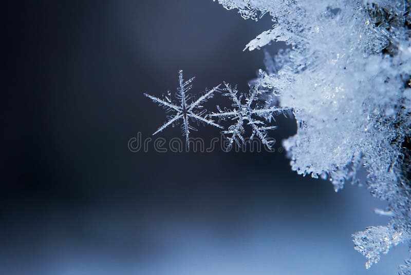 płatki śniegu fotografia Makro- natury fotografia