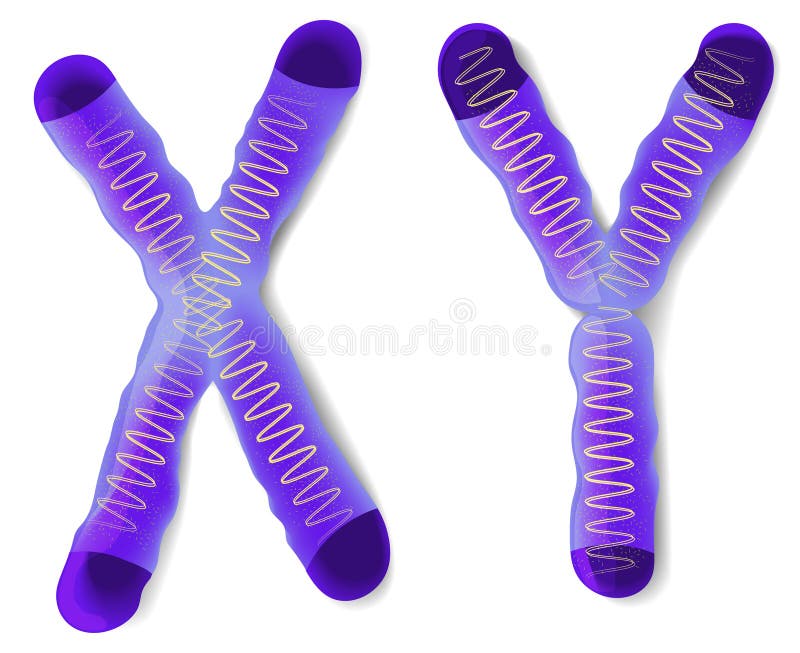 Płeć chromosom X i Y