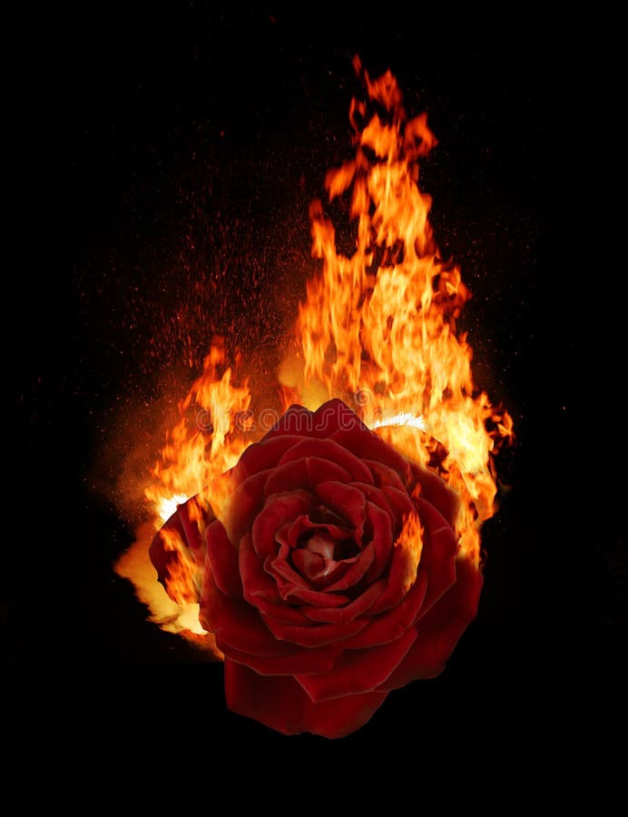 Burning red rose, dark atmospheric mood, can be used as fantasy background. Burning red rose, dark atmospheric mood, can be used as fantasy background