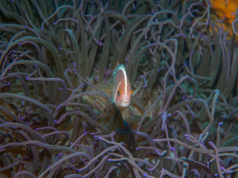 Pływacka anemonowa ryba przy podwodnym zdjęcia stock