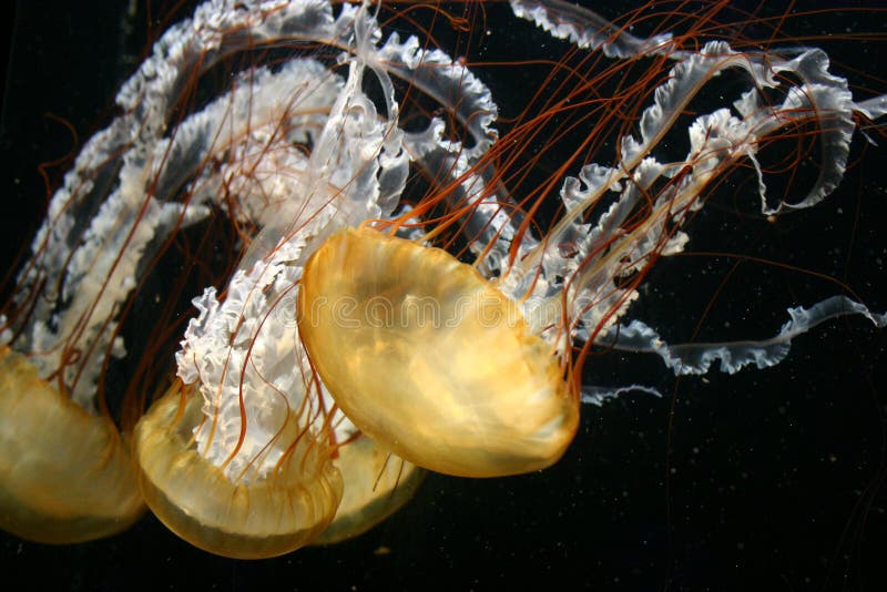 pływające meduz. fotografia stock pływające meduz. fotografia stock