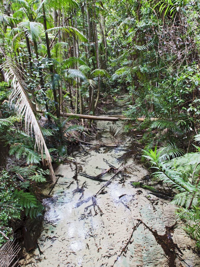 QE FI Rainforest Creek Vert. Fraser island in Australia rainforest creek with water stream and lush trees around stock image QE FI Rainforest Creek Vert. Fraser island in Australia rainforest creek with water stream and lush trees around stock image