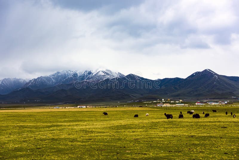 Qilian mountain stock photo. Image of grass, drow, plant - 96506810