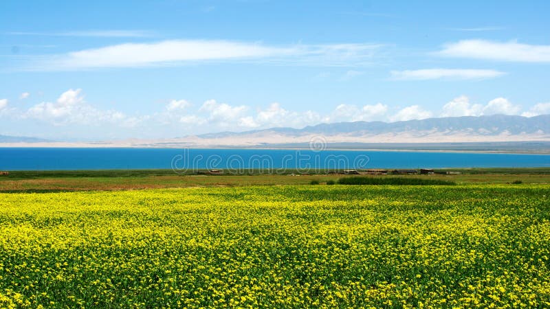 Qinghai Lake and Yellow Flowers