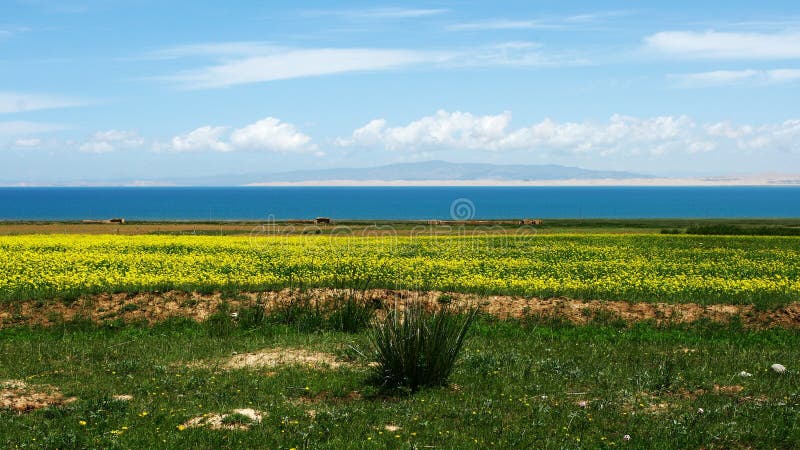 Qinghai Lake and Yellow Flowers