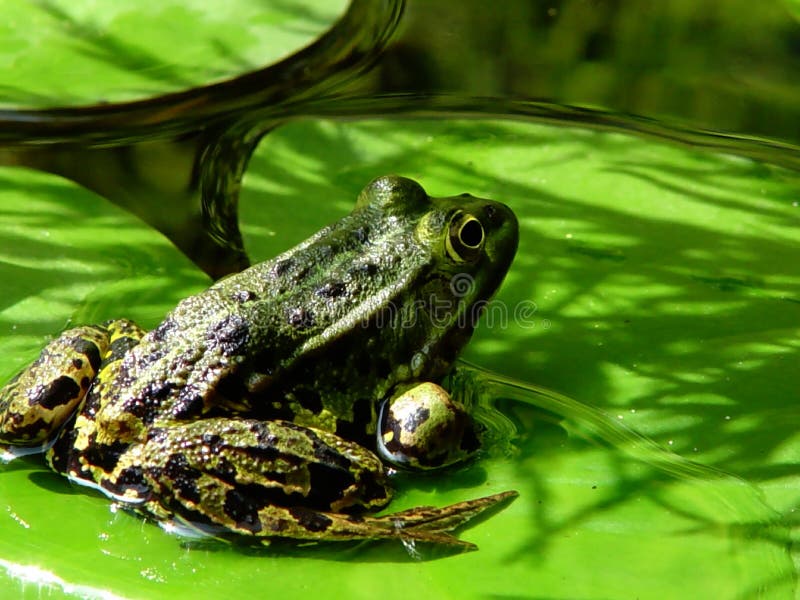 froggy in pond. froggy in pond