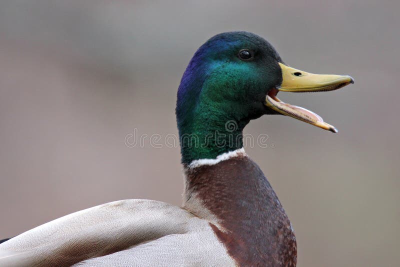 A male mallard duck (Anas platyrhynchos) quacking in side view. Male mallard duck beak open stock images, royalty-free photos and pictures