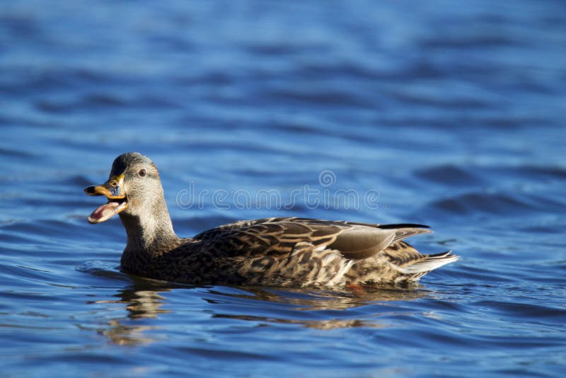 Quack stock photo. Image of colors, vibrant, dabbling 69752534