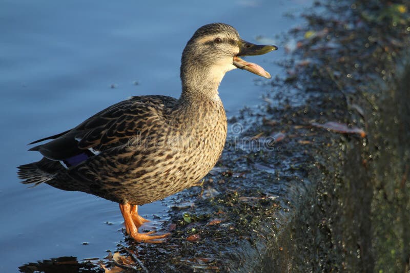 Quacking female Mallard Duck Anas platyrhynchos standing on the edge of a steep sided weir.