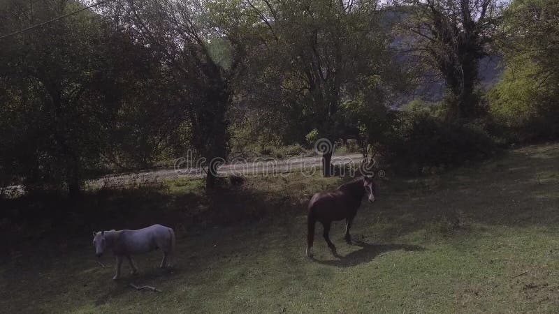 Quadcopter muestra que los caballos grandes están pastando libremente en pasto herboso verde grande