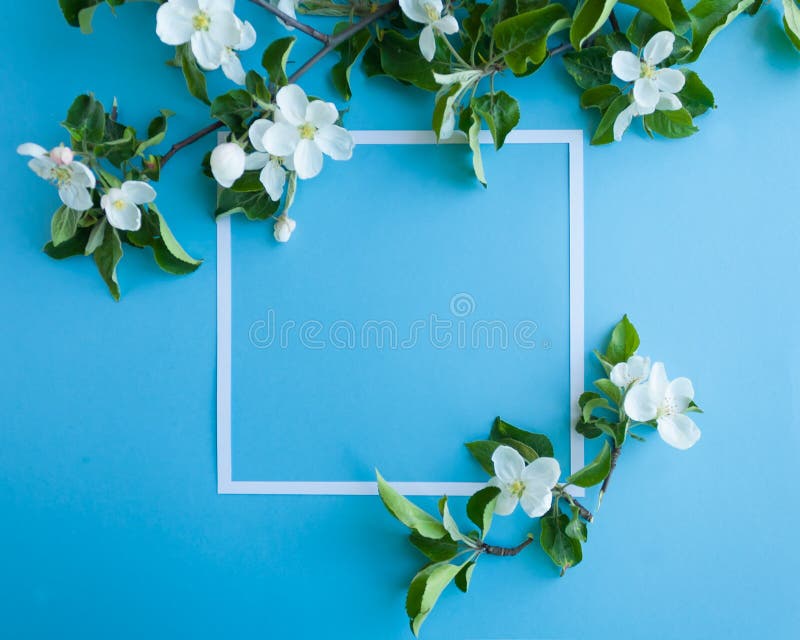 Quadratischer Rahmen mit Blütenapfel auf blauem Hintergrund stockbild Quadratischer Rahmen mit Blütenapfel auf blauem Hintergrund stockbild