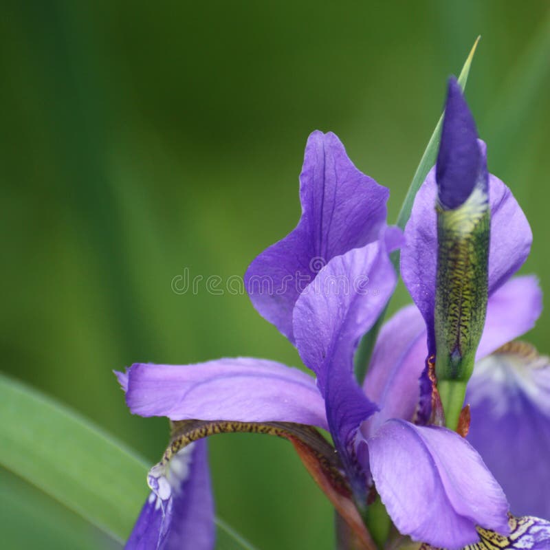 Quadratisches Bild einer gro?en violetten Iris auf einem unscharfen gr?nen Hintergrund violette Iris GEs auf einem unscharfen gr? stockbilder Quadratisches Bild einer gro?en violetten Iris auf einem unscharfen gr?nen Hintergrund violette Iris GEs auf einem unscharfen gr? stockbilder