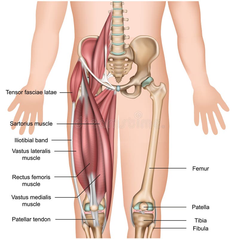 Quadriceps för illustration för benmuskelanatomi 3d medicinsk royaltyfri illustrationer Quadriceps för illustration för benmuskelanatomi 3d medicinsk royaltyfri illustrationer