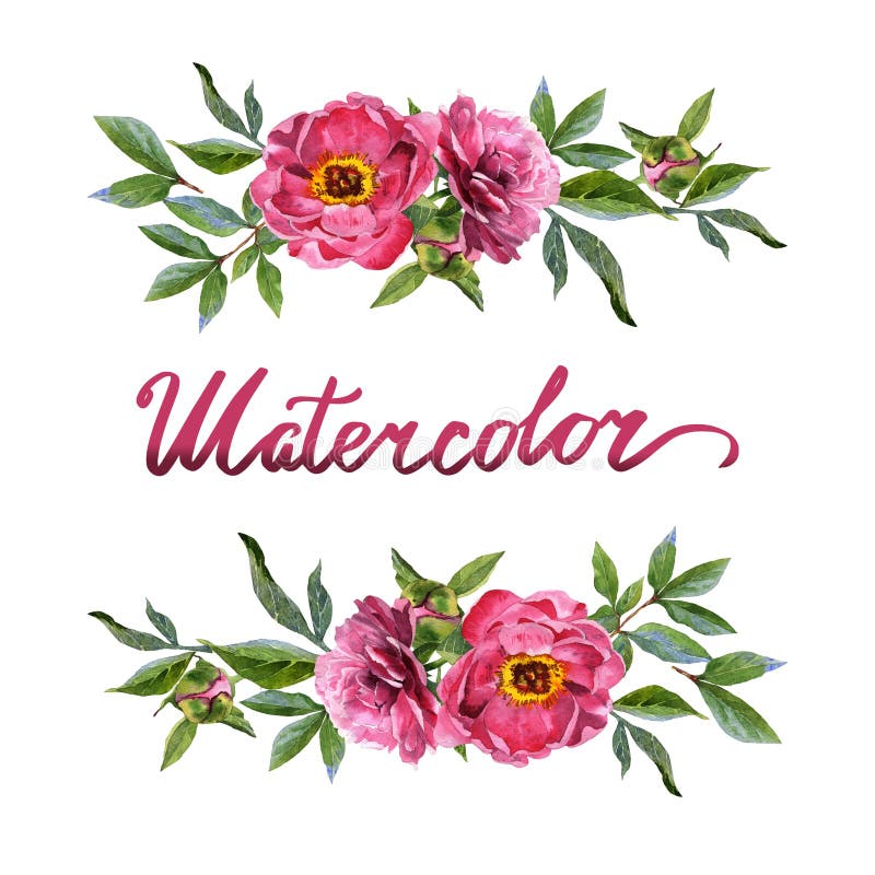 Quadro da flor da peônia do Wildflower em um estilo da aquarela isolado ilustração royalty free Quadro da flor da peônia do Wildflower em um estilo da aquarela isolado ilustração royalty free