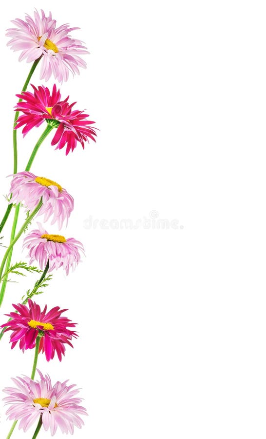 Quadro de margaridas multicoloridos, isolado no fundo branco fotos de stock Quadro de margaridas multicoloridos, isolado no fundo branco fotos de stock