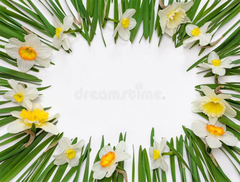 Spring floral frame of flowers and green leaves of Narcissus on white background with space for text. Spring floral frame of flowers and green leaves of Narcissus on white background with space for text