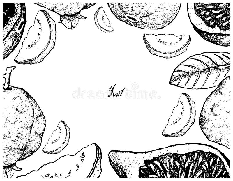Tropical Fruit, Illustration of Hand Drawn Sketch Delicious Fresh Fig and Guava Isolated on White Background. Tropical Fruit, Illustration of Hand Drawn Sketch Delicious Fresh Fig and Guava Isolated on White Background.