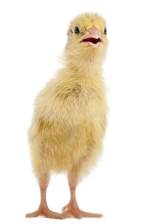 quaqua animal quaqua animal
