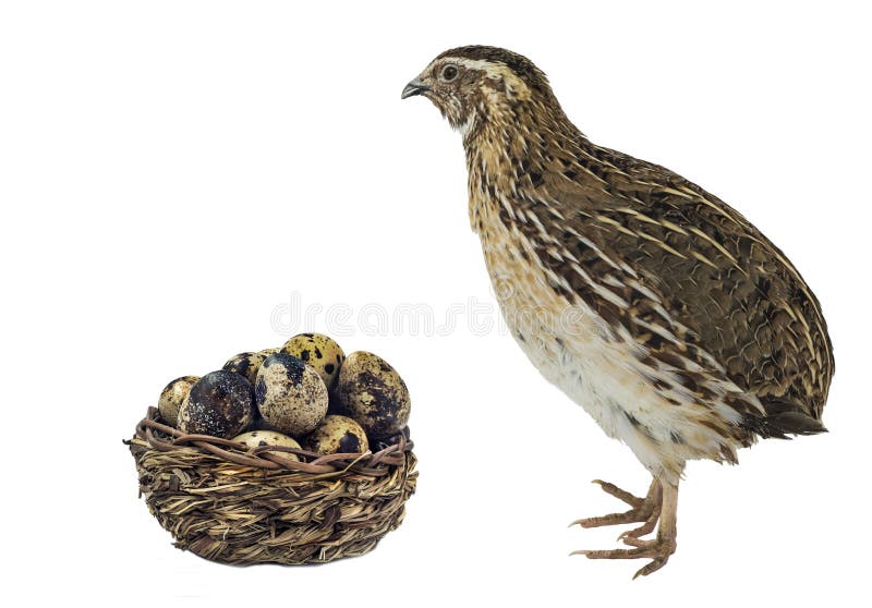 Quail and basket with eggs