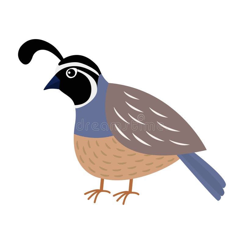 Quail Bird. Cute Cartoon Character. Flat Design. Isolated. White  Background. Stock Vector - Illustration of quail, blue: 90553337