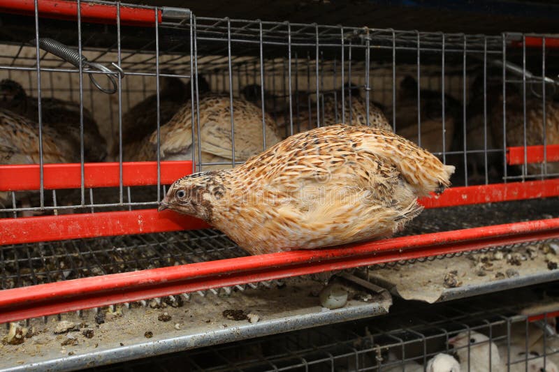 Quail bird at the farm stock image. Image of organic 282092575