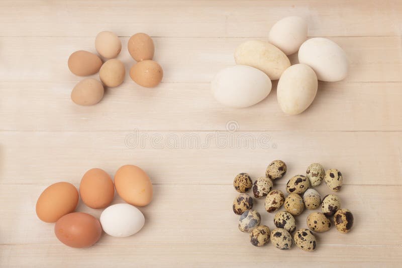 Quail, chicken, goose and guinea fowl eggs of different sizes and colors.