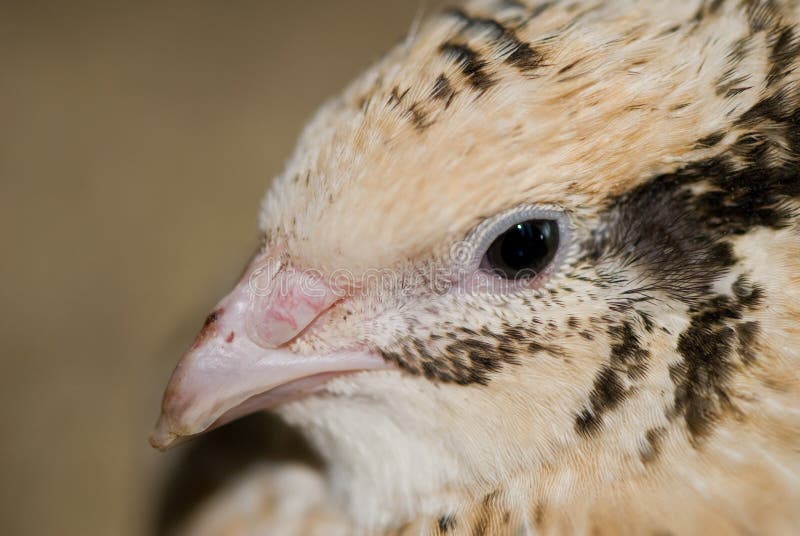 Quail closeup stock image. Image of watches, head, wildlife 5214483