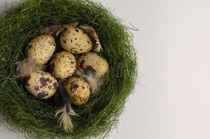 Quail Easter Eggs in a Green Nest. Stock Photo Image of nature