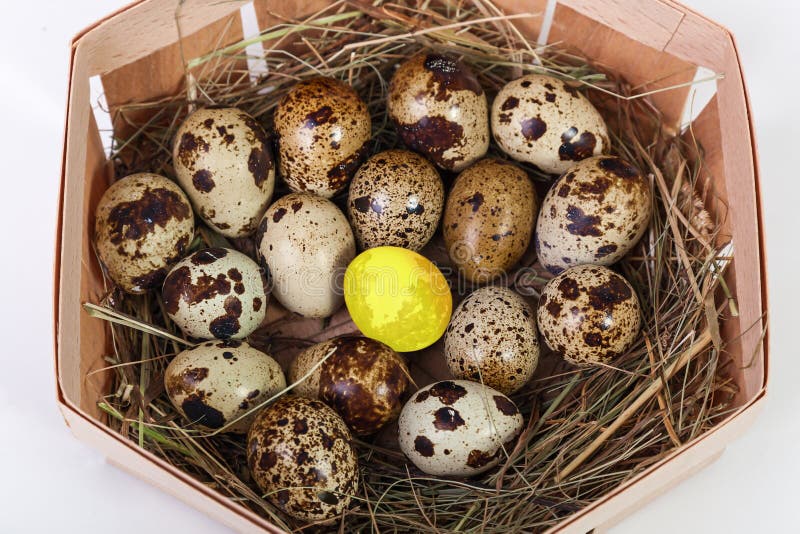 Â Quail Egg and Golden Egg in the Basket Isolated on a White Ba Stock