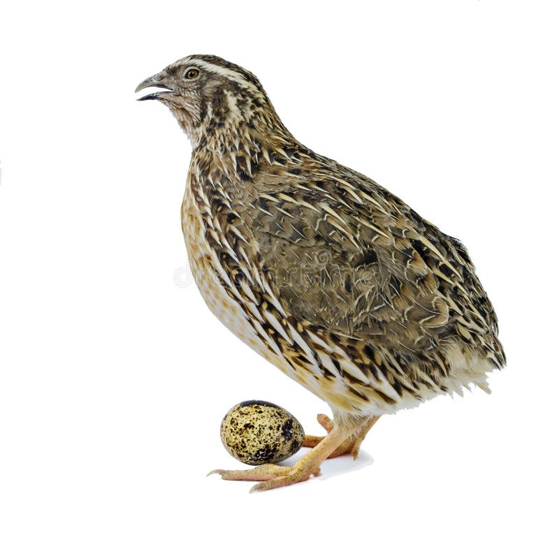 Quail with egg isolated on white background