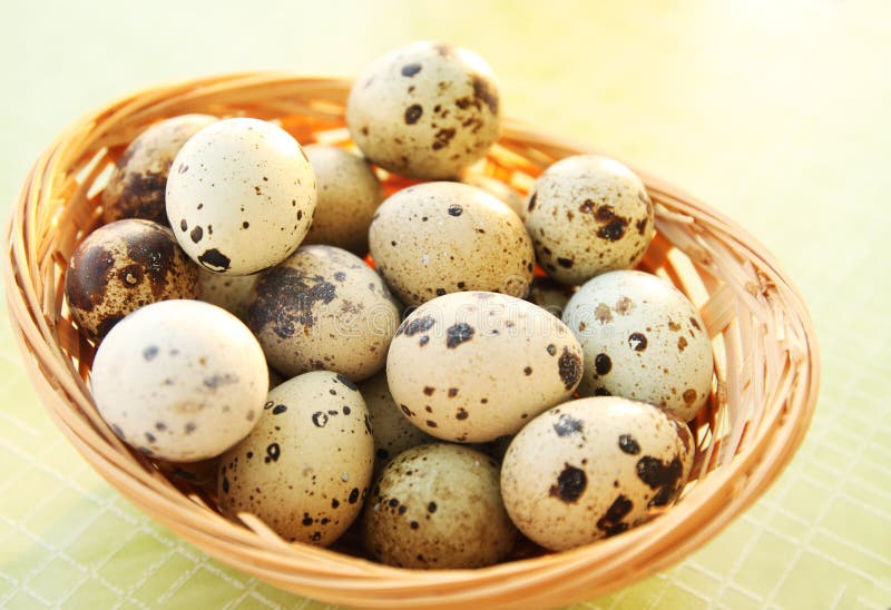 Quail eggs in a basket stock photo. Image of farm, basket 28258184