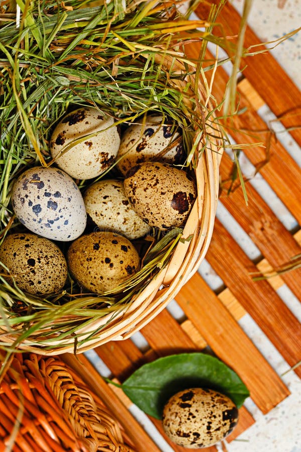Quail Eggs in a Basket. Easter. Stock Image Image of basket, closeup