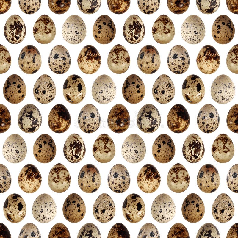 Quail eggs bird food kitchen photo seamless pattern texture background royalty free stock images