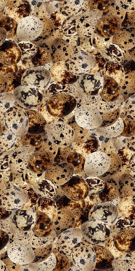 Quail eggs bird food kitchen photo seamless pattern texture craft background royalty free stock images