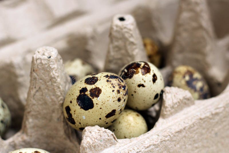 Quail Eggs in a Cardboard Box Stock Photo Image of gourmet, basket