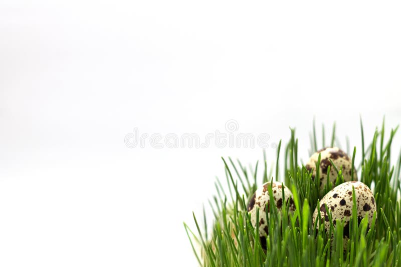 Quail eggs in the Green Grass. Copy Space stock images Quail eggs in the Green Grass. Copy Space stock images
