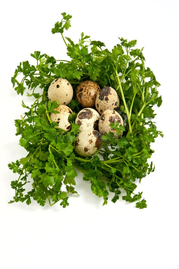 Quail eggs with greenery. stock image. Image of healthy 23140645