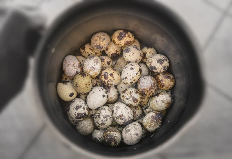 Quail Eggs on a Pan after Cooking Stock Photo Image of cuisine, eggs