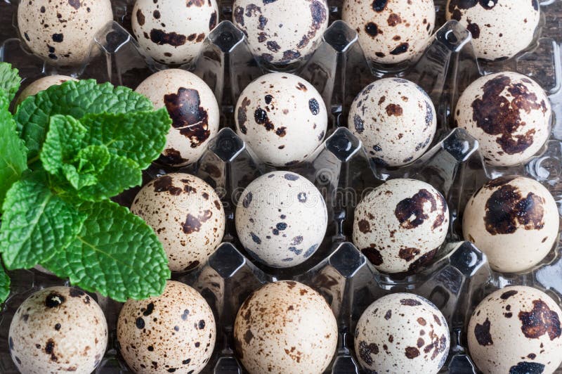 Quail Eggs in Plastic Container Stock Photo Image of albumen