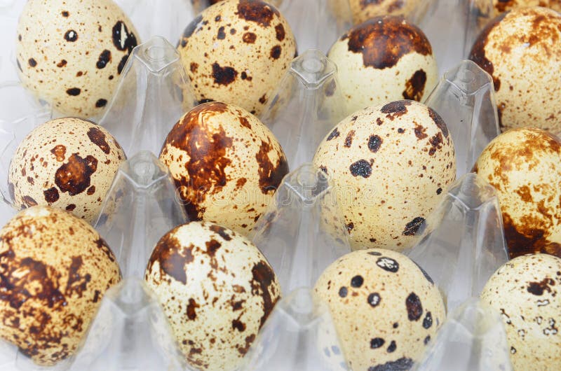 Quail Eggs in Plastic Container Stock Image Image of healthy