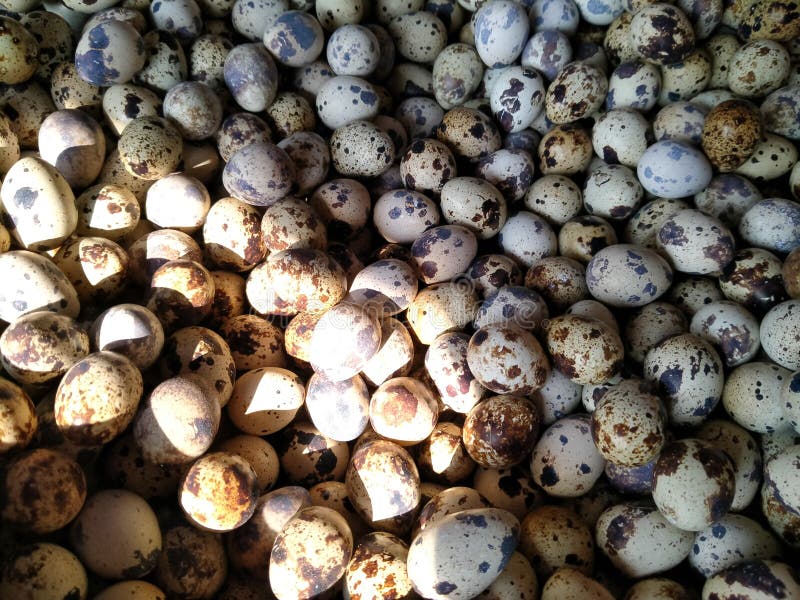 Quail eggs are sold i stock photo. Image of breakfast 202296350