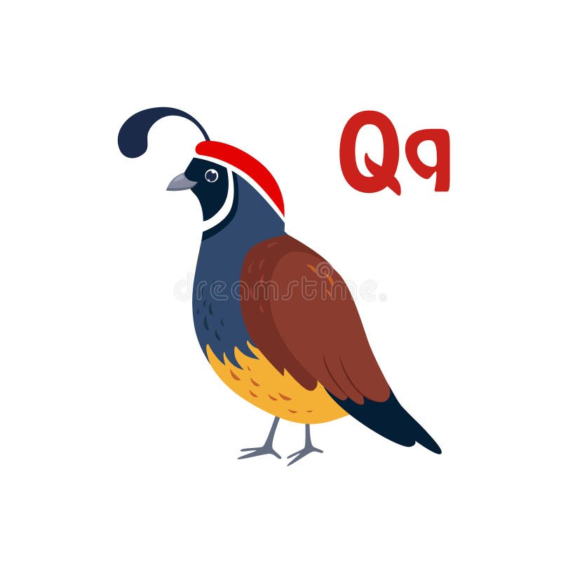 Quail. Funny Alphabet, Animal Vector Illustration royalty free illustration