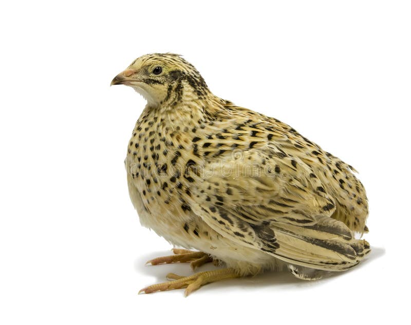 Quail isolated on white background