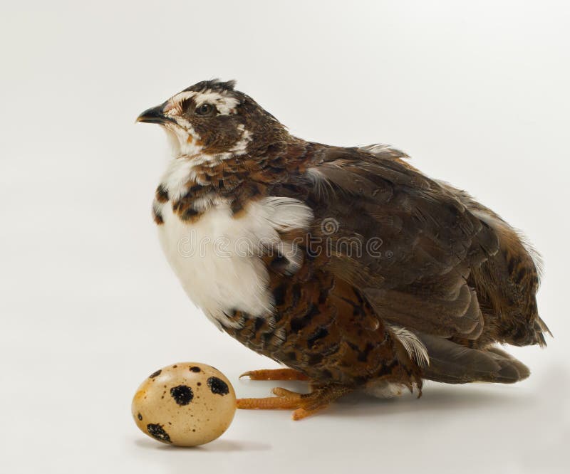 Quail with its egg