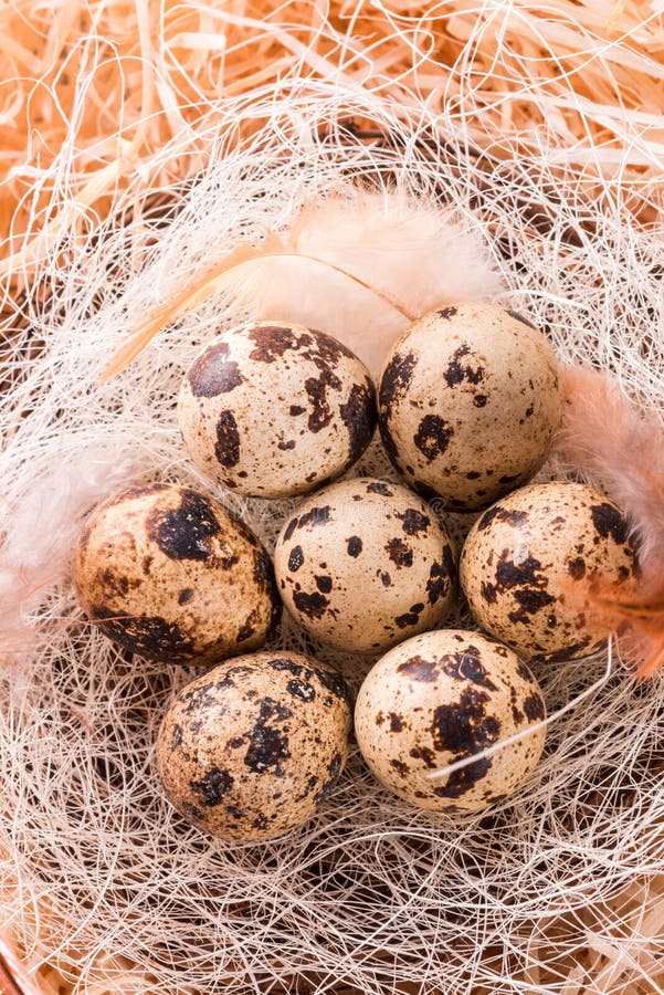 Quail s eggs stock photo. Image of nest, food, mottled 38110354
