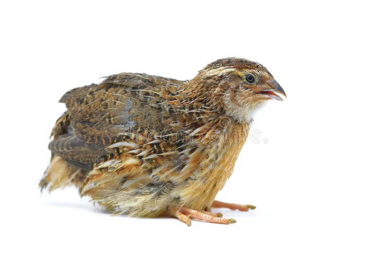 Domestic quail stock photo. Image of white, beautiful 15069488